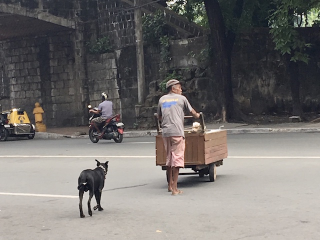 かわいいけど野良犬には気をつけよう フィリピン留学の際に絶対やってはいけないこと 留学 ワーキングホリデーなら留学ドットコム